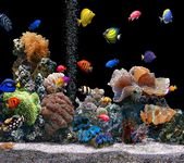 pic for Aquarium HD 